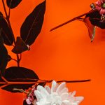 gratis iPhone wallpaper bloemen Nikki Segers fotografie flowers Den Bosch