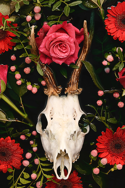 Herten-gewei-bloemen-fotografie-schedel-schilderij-reebok